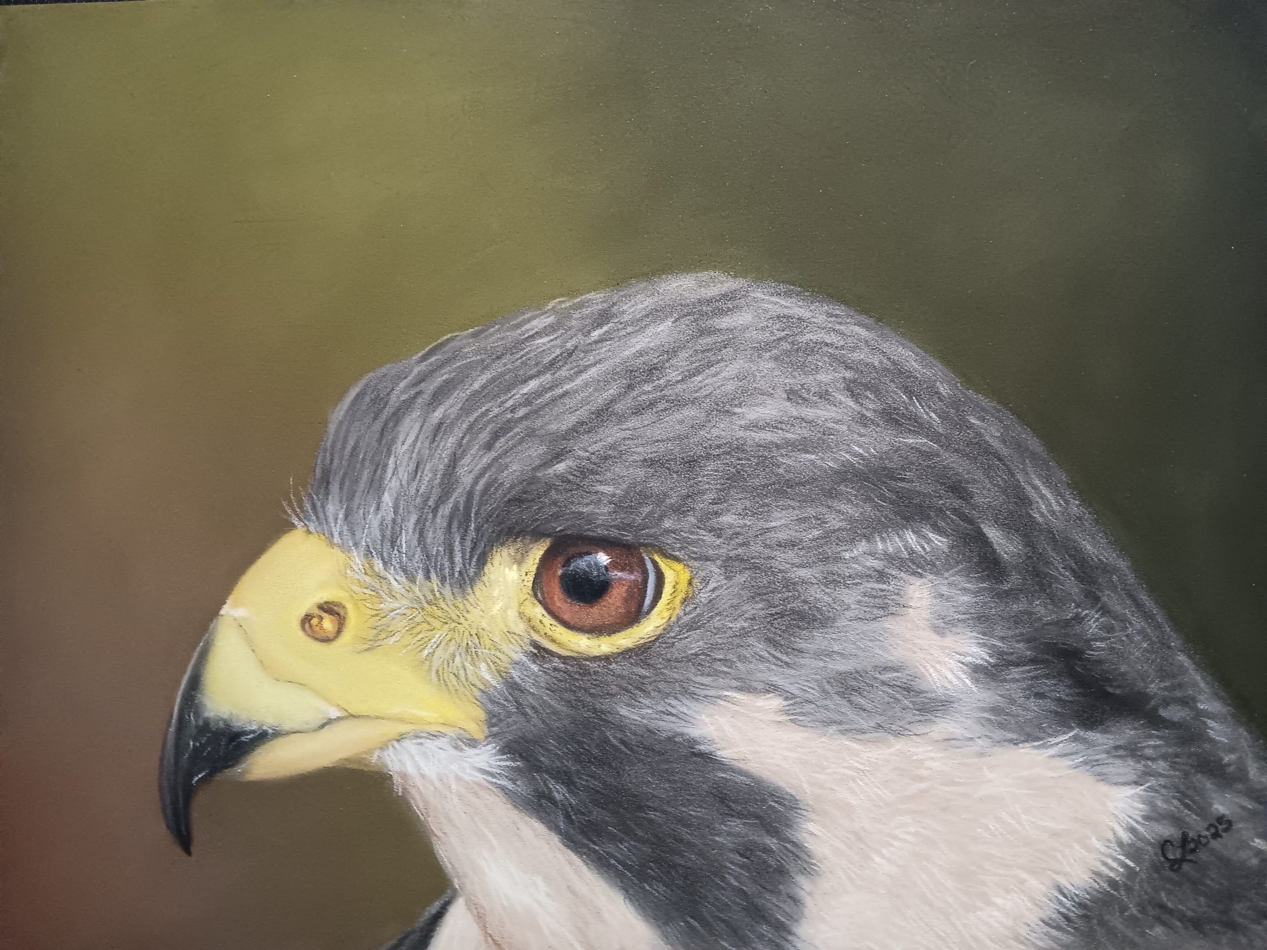 Peregrine Falcon Pastel portrait of a Peregrine Falcon.